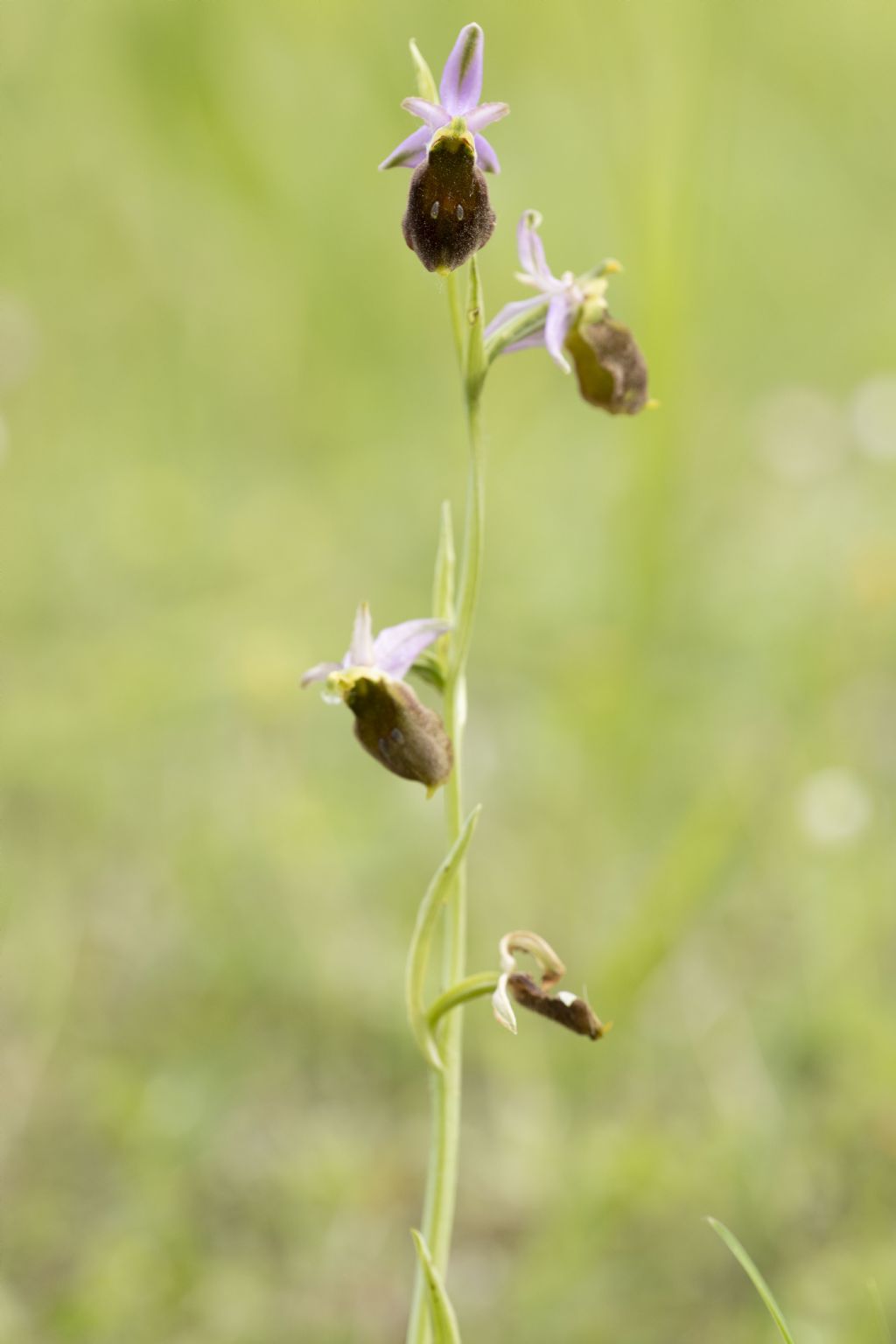 Ophrys carbronifera